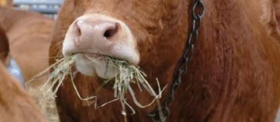 Renforcer  l’alimentation  par des apports  de levures et  de bactéries