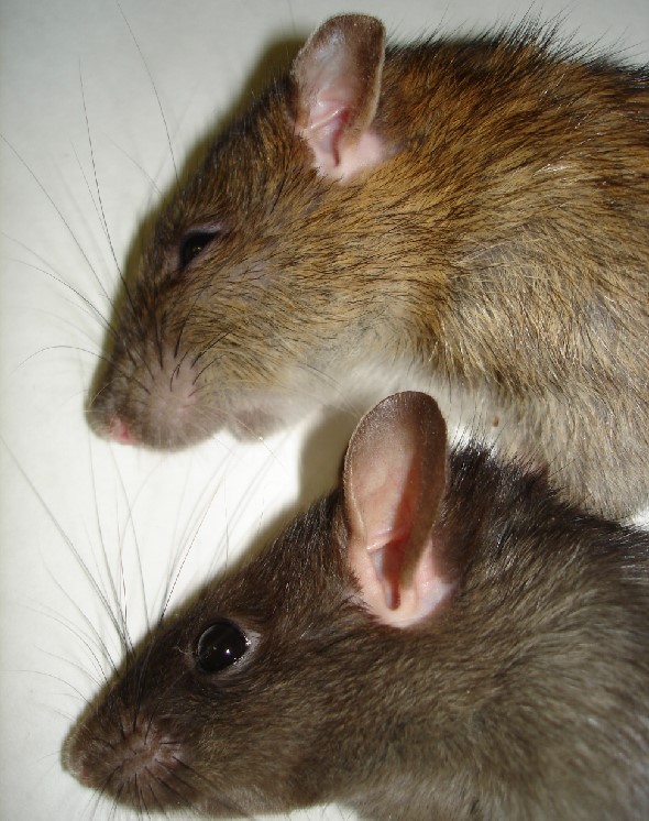 Lutte contre les Rats : savoir identifier le rat noir