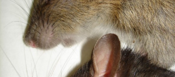 Lutte contre les Rats : savoir identifier le rat noir
