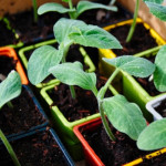 Nouvelle réglementation pour les plants bio