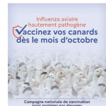 Influenza aviaire : c’est parti  pour la vaccination