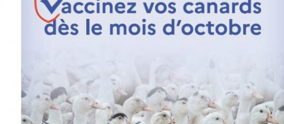Influenza aviaire : c’est parti  pour la vaccination