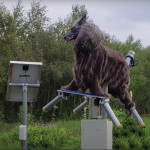 Des loups-robots contre les attaques d’ours au japon