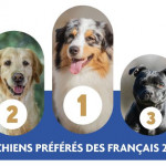 Chiens préférés  des Français en 2023
