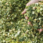 Un bon ensilage : une garantie  alimentaire  et sanitaire