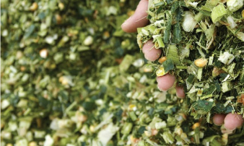 Un bon ensilage : une garantie  alimentaire  et sanitaire