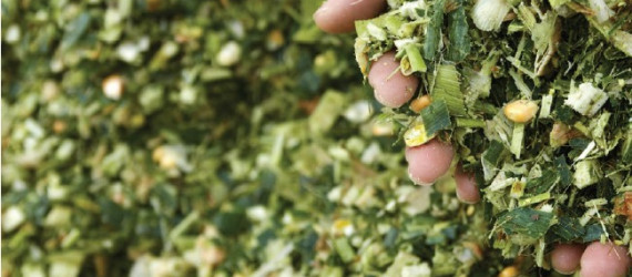 Un bon ensilage : une garantie  alimentaire  et sanitaire