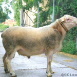 La Lacaune  Viande  selon le schéma GID