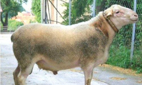La Lacaune  Viande  selon le schéma GID