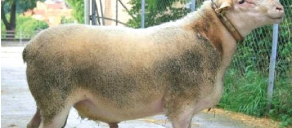 La Lacaune  Viande  selon le schéma GID