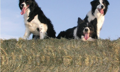 La nutrition du chien de travail  Les compléments alimentaires