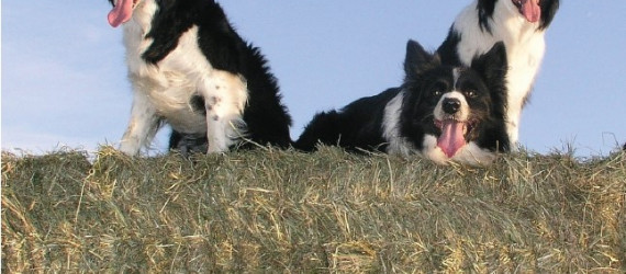 La nutrition du chien de travail  Les compléments alimentaires