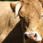 Mouches  et moucherons :  la belle saison  est de retour