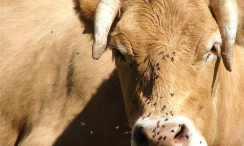 Mouches  et moucherons :  la belle saison  est de retour