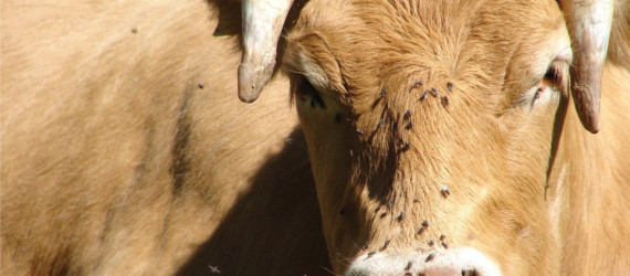 Mouches  et moucherons :  la belle saison  est de retour