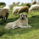 Recensement  des chiens de protection des troupeaux