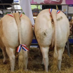Une Blonde d’Aquitaine de près d’une tonne vendue 18 000 euros au salon de l’agriculture. Un record !