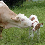 90 millions d’euros pour l’agriculture biologique