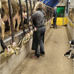 Entretien avec un jeune installé en brebis laitières et intéressé par la qualité du lait