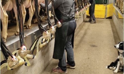 Entretien avec un jeune installé en brebis laitières et intéressé par la qualité du lait