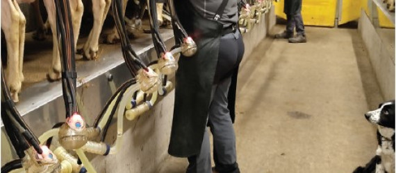 Entretien avec un jeune installé en brebis laitières et intéressé par la qualité du lait