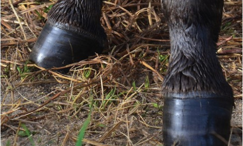 Les spécificités  du pied de l’âne : comment les gérer ?