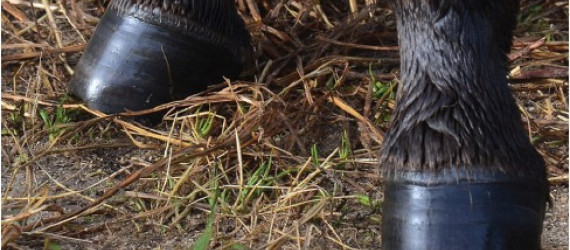 Les spécificités  du pied de l’âne : comment les gérer ?