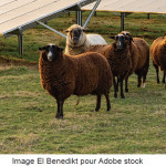 Publication du décret relatif au développement  de l’agrivoltaïsme