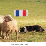 Les meilleurs jeunes Borders Collies