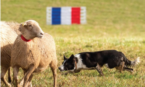 Les meilleurs jeunes Borders Collies