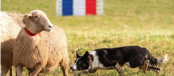Les meilleurs jeunes Borders Collies