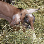 L’alimentation  rationnée  des chevrettes