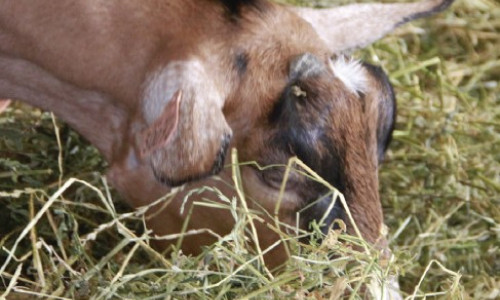 L’alimentation  rationnée  des chevrettes
