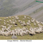 Préserver  les systèmes pastoraux pour un avenir durable  en montagne