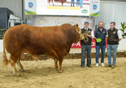 SUCCES - Concours Limousine Aquitanima 2024 @crédit Pierre Frei - SUCCES - Concours Limousine Aquitanima 2024 @crédit Pierre Frei -