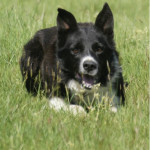 C'est quoi un Border Collie "à papier ?"
