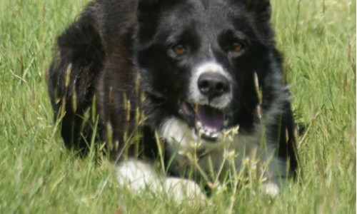 C'est quoi un Border Collie "à papier ?"