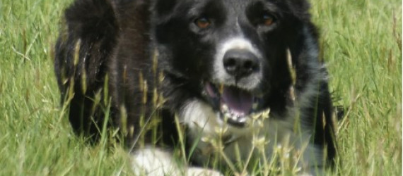 C'est quoi un Border Collie "à papier ?"