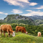 Transhumance  Gestion des mouvements saisonniers au regard de la MHE