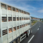 Le Royaume-Uni interdit l’exportation d’animaux d’élevage vivants