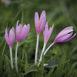 Intoxication par la colchique  ou faux safran ou tue-chien  Colchicum autumnale L 1753