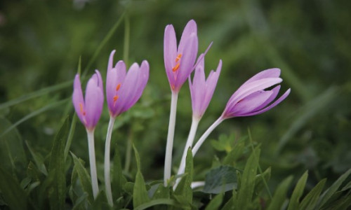 Intoxication par la colchique  ou faux safran ou tue-chien  Colchicum autumnale L 1753