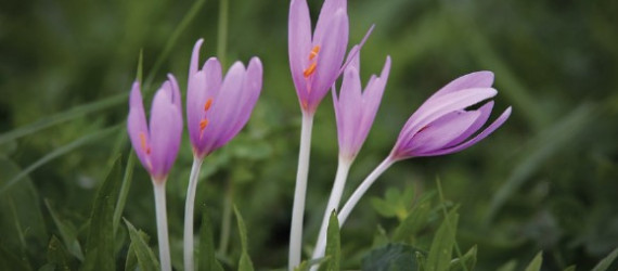 Intoxication par la colchique  ou faux safran ou tue-chien  Colchicum autumnale L 1753