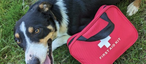 Chiens de travail  en estives, alpages :  prévenir et gérer  les dangers  de la montagne
