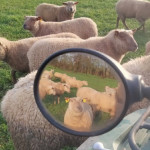 Certificat de Spécialisation Conduite d’un Elevage Ovin Viande à Montmorillon : une formation  pour tous les âges et tous les projets ovins !