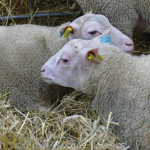 Enquête  Faire l’état des lieux des pratiques en élevage en termes d’utilisation de l’identification électronique par les éleveurs des filières ovine et caprine ?