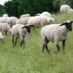 Recommandations sanitaires pour la Fièvre Catarrhale Ovine sérotypes 3, 4 et 8 à destination de tous les éleveurs ovins et structures d’accompagnement des éleveurs
