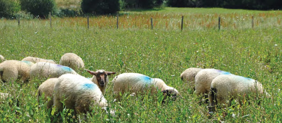 Le pâturage en cure de plantes à tannins limite-t-il le parasitisme  des agneaux d’herbe ?