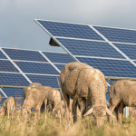 Une étude confirme les effets positifs des panneaux  photovoltaïques  sur le pâturage ovin