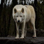 Nouvel outil de  diffusion des données du suivi loup